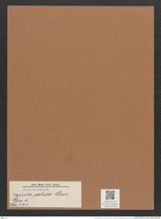 Navicula solida Cleve. (de-Toni-Nr.: Genus 1, Species 121) Zeichnungen Sammlung Grunow Mappe 00106 (Herbarium_W_Grunow_drawings_Folder_00106)